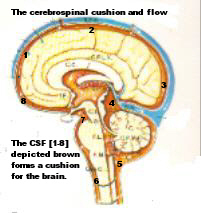 csfcirculationandflow.jpg